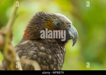 Kaka Nestor meridionalis (prigioniero), il colpo alla testa, Zealandia, Wellington, Nuova Zelanda, Novembre Foto Stock