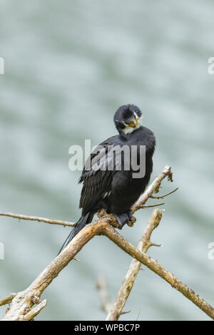 Poco shag Phalacrocorax melanoleucos, adulto, appollaiate su rami, Thames, Isola del nord, Nuova Zelanda, Novembre Foto Stock