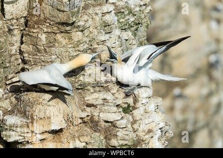 Northern gannet Morus bassanus, due adulti, litigando al sito di nidificazione su scogliere, Bempton Cliffs, nello Yorkshire, Regno Unito, Giugno Foto Stock