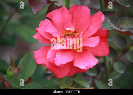 Rosa " Pesca " Bellezza - hybrid tea rose Foto Stock