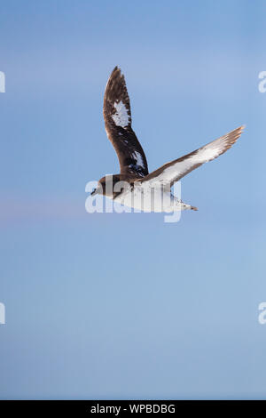 Insidie cape petrel Daption capense australe, adulto, in volo, vicino a Kaikoura, Nuova Zelanda, Novembre Foto Stock