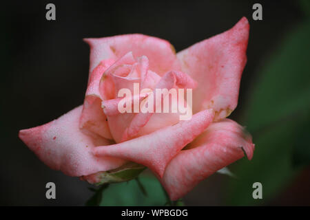 Hybrid Tea Rose Rosa 'rosa promessa" Foto Stock