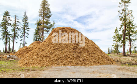 Scheggiati slash lungo l'autostrada, miscela di abete di Douglas "Pseudotsuga menziesii' & Ponderosa Pine "Pinus ponderosa' (ca. 4000 ft. elevazione) fire con Foto Stock