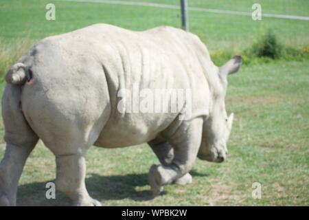 Single White Rhino a selvaggio in Cumberland Ohio. Ampia rinoceronte a labbro spesso oggetto di atti di caccia per l'avorio delle loro corna. Considerato uno dei big 5, Foto Stock