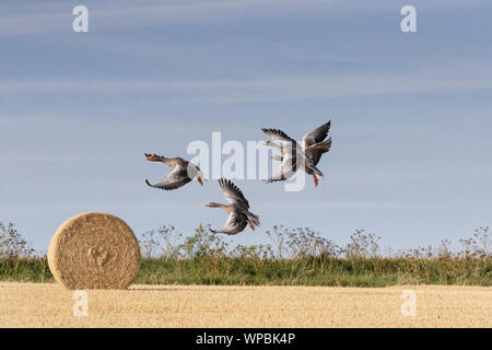 Graylag oche in volo sulla costa di Norfolk, East Anglia. Foto Stock