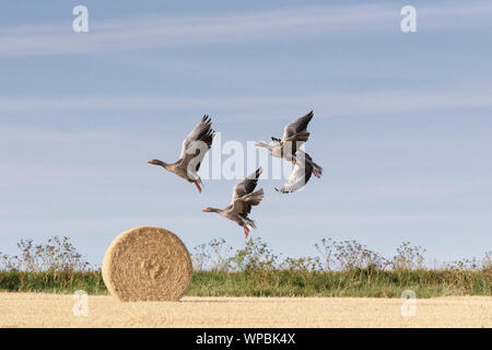 Graylag oche in volo sulla costa di Norfolk, East Anglia. Foto Stock