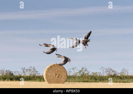 Graylag oche in volo sulla costa di Norfolk, East Anglia. Foto Stock