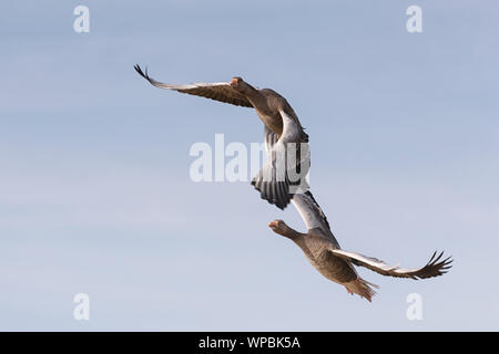 Graylag oche in volo sulla costa di Norfolk, East Anglia. Foto Stock