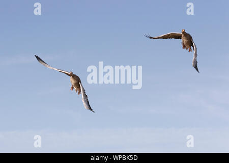 Graylag oche in volo sulla costa di Norfolk, East Anglia. Foto Stock