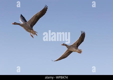 Graylag oche in volo sulla costa di Norfolk, East Anglia. Foto Stock