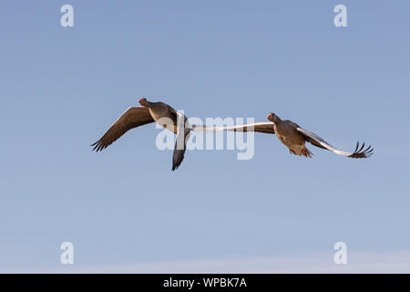 Graylag oche in volo sulla costa di Norfolk, East Anglia. Foto Stock