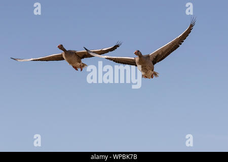 Graylag oche in volo sulla costa di Norfolk, East Anglia. Foto Stock