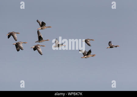 Gylag Geese in volo sulla costa di Norfolk, East Anglia.UK Foto Stock