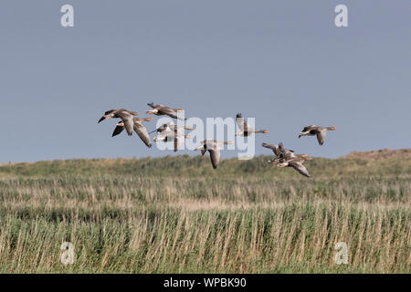 Gylag Geese in volo sulla costa di Norfolk, East Anglia.UK Foto Stock