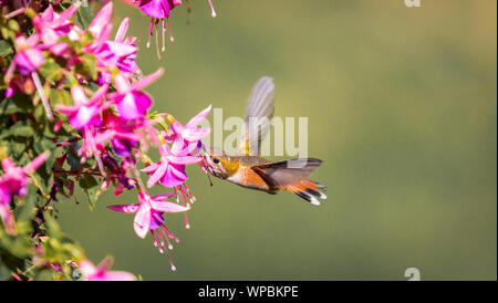 Un Anna uccello ronzio ' Calypte anna sorsi nettare da bellissimi fiori di fucsia in Victoria British Columbia in Canada. Foto Stock