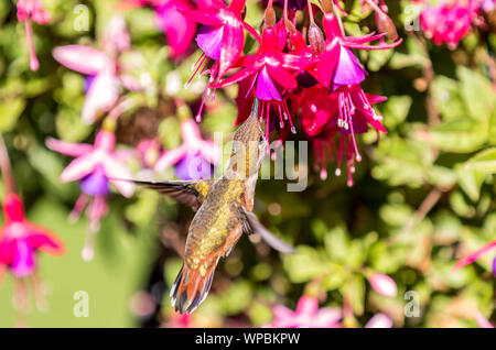 Un Anna uccello ronzio ' Calypte anna sorsi nettare da bellissimi fiori di fucsia in Victoria British Columbia in Canada. Foto Stock