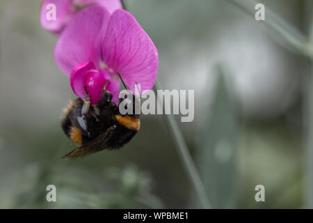 Estate vibes con Bumble Bee seduto sul fiore viola Foto Stock