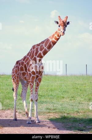 Le Giraffe reticolate a selvaggio in Cumberland Ohio. Altezza in piedi contro lo sfondo erboso e cielo blu. Ombre visibili sul terreno, verdi alberi Foto Stock