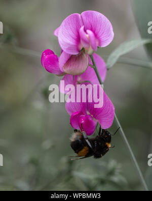 Estate vibes con Bumble Bee seduto sul fiore viola Foto Stock
