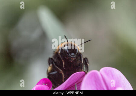 Estate vibes con Bumble Bee seduto sul fiore viola Foto Stock