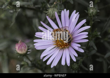 Estate vibes con Bumble Bee seduto sul fiore viola Foto Stock