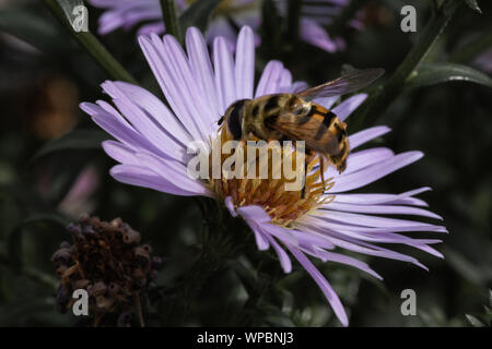 Estate vibes con Bumble Bee seduto sul fiore viola Foto Stock