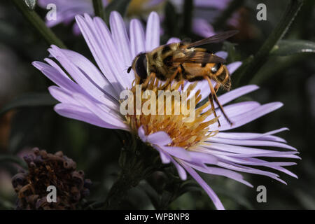Estate vibes con Bumble Bee seduto sul fiore viola Foto Stock