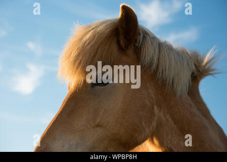 Islanda pony sul prato in sud Islanda Foto Stock