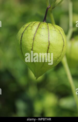 Fattoria fresco verde tomatillos, messicano lolla di pomodoro, produrre crescente sulla vigna presso la locale comunità giardino. Foto Stock