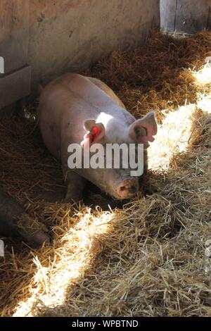 Carino farm suini appendere fuori nella loro penna di maiale. Foto Stock