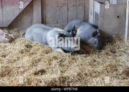 Carino farm suini appendere fuori nella loro penna di maiale. Foto Stock