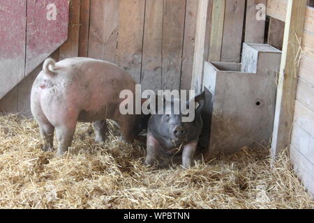 Carino farm suini appendere fuori nella loro penna di maiale. Foto Stock