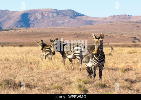 Un gruppo di Cape Mountain Zebra pausa sulla pianura superiore del loop Kranskop in Mountain Zebra National Park, Sud Africa. Foto Stock