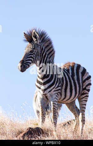 Un giovane Burchell's zebra prende un momento per assaporare la vista verso il basso a partire da altezze Kranskop in Mountain Zebra National Park, Sud Africa Foto Stock