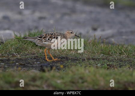 Adulto Buff petto Sandpiper Foto Stock