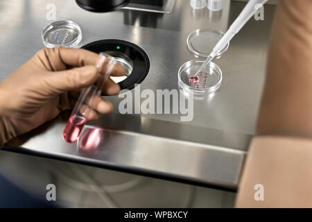 Lavoratore in marrone guanti in lattice mette il materiale dalla provetta nella scatola di Petri durante la fecondazione in vitro di processo nel laboratorio di IVF. Primo piano. H Foto Stock