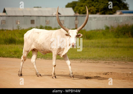 Ankole-watusi mucca camminando per strada nella zona remota del sud Sudan. Foto Stock