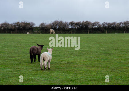 Due piccoli agnelli, uno nero e uno bianco, camminando in un campo Foto Stock