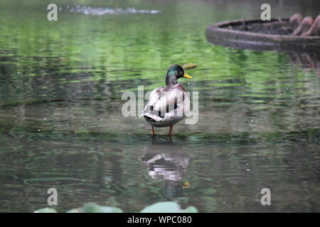 Maschio di Mallard duck sculettando intorno a un laghetto. Foto Stock