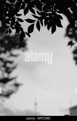 Immagine in scala di grigi selettiva delle foglie di albero su un blurry sfondo Foto Stock