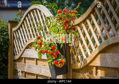 Pomodori crescere in un contenitore attaccato ad un giardino recinto. Foto Stock