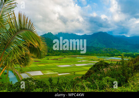 Affacciato sul taro i campi agricoli nella valle di Hanalei, Kauai, Hawaii, STATI UNITI D'AMERICA Foto Stock