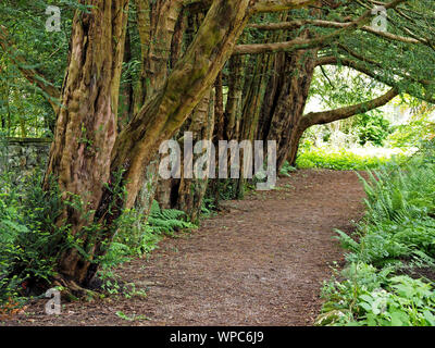 La luce alla fine del viale di coppia Yew alberi con nodose di età compresa tra i tronchi ombra di colata su percorso boschivo circondato da felci in Cumbria, England, Regno Unito Foto Stock