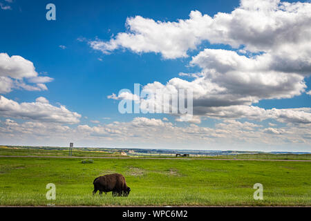 Un bisonte Americano lambisce nell'area di parcheggio al dipinto di Canyon Overlook a Parco nazionale Theodore Roosevelt vicino a Medora, North Dakota. Foto Stock