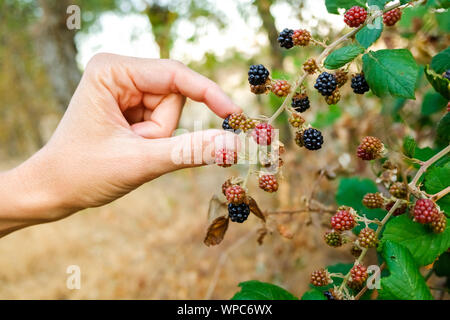 Donna di raccolta a mano more da una boccola per preparare marmellata d'autunno. Foto Stock