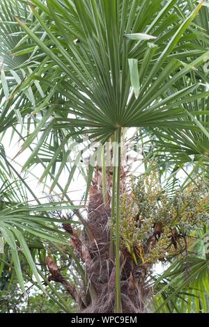 Trachycarpus fortunei, il mulino a vento cinese palm. Foto Stock