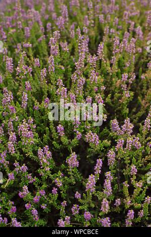 Calluna vulgaris " Firefly' erica comune. Foto Stock