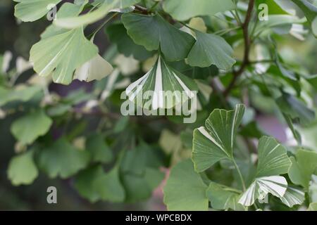 Il Ginkgo biloba 'lampo bianco". Foto Stock