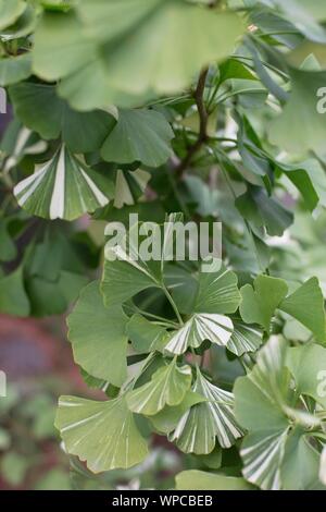 Il Ginkgo biloba 'lampo bianco". Foto Stock