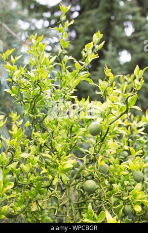 Poncirus trifoliata 'Flying Dragon" - flying dragon trifoliate arancione. Foto Stock